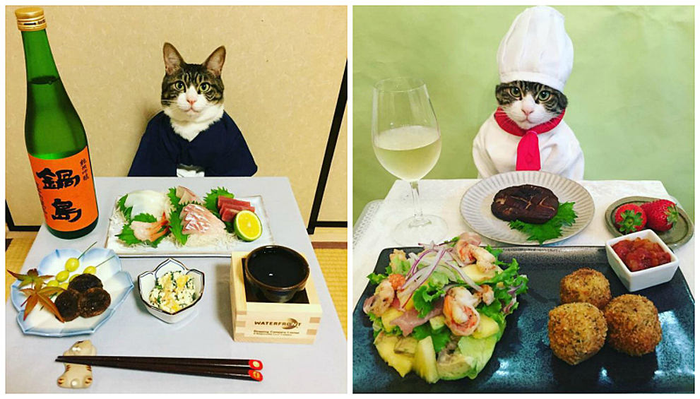 Креативная японка Ри Мацуи (Rie Matsui) быстро смекнула, что в сети актуальны три вечные темы: еда, коты и косплей. 
