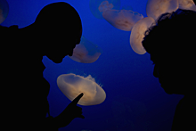 Как выглядят самые опасные медузы в мире
