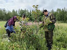 Перспективных диких родичей малины, смородины, луков и ячменя собрали в Якутии для Вавиловской коллекции