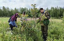 Перспективных диких родичей малины, смородины, луков и ячменя собрали в Якутии для Вавиловской коллекции