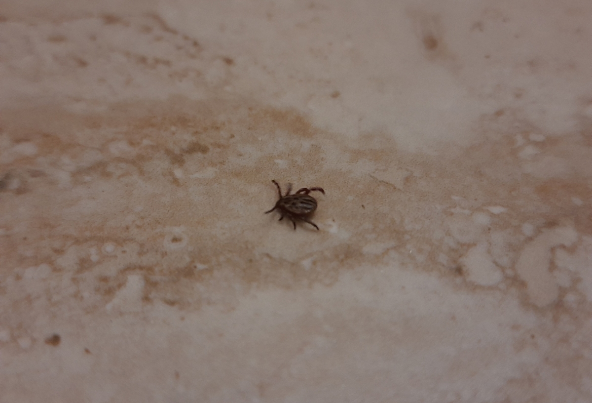 В Омске начнут борьбу с клещами: объявлены торги на акарицидную обработку 115 локаций