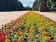 В Курске украшают городские клумбы