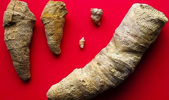 Кораллы со дна древнего океана попали в волгоградский музей