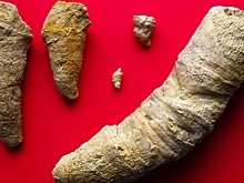 Кораллы со дна древнего океана попали в волгоградский музей