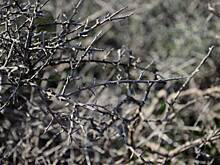 Тяжелая ветка травмировала пожилую жительницу Владивостока