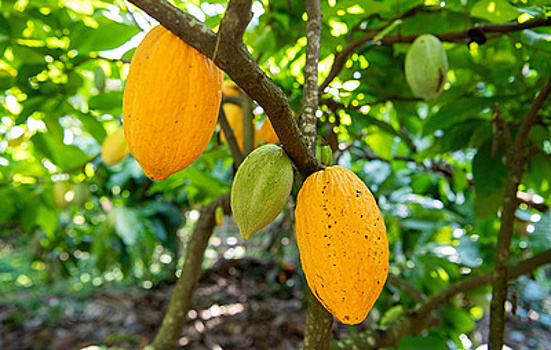 Гана повысила закупочные цены на какао-бобы более чем на 60%