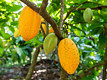 Гана повысила закупочные цены на какао-бобы более чем на 60%