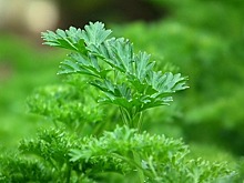 Россиян предупредили об опасности сельдерея и петрушки