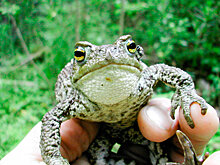 В амфибиях сокрыта тайна здоровья человека