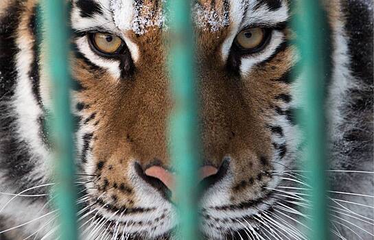 Сибирская тигрица убила сотрудницу зоопарка