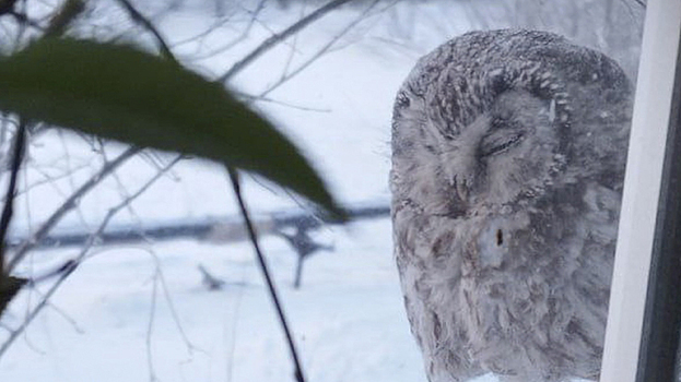 Из-за морозов в России начали гибнуть совы