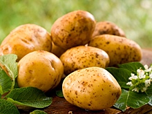 В Оренбуржье наращивают производство картофеля и овощей
