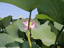 Волжская дельта: место, где нет крокодилов, но много удивительных цветов