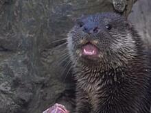 Бойкая тройня родилась у речных выдр в Новосибирске