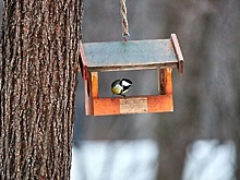В Подмосковье более 20 тысяч человек приняли участие в акции «Покорми птиц»