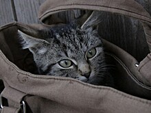 Хозяева нашли пропавшую кошку за тысячу километров от дома