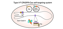 Определены молекулы-предшественники, играющие важную роль в процессе адаптации защитных систем бактерий CRISPR/Cas