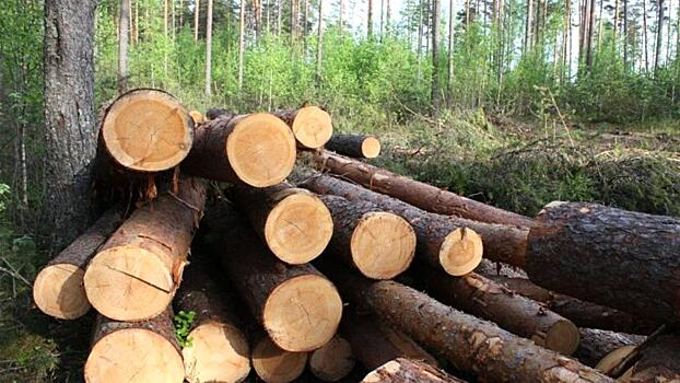 147 незаконных рубок леса зафиксировано на Вологодчине в 2020 году