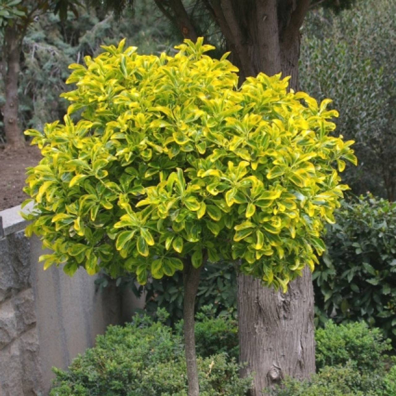 Деревья, податливые к стрижке