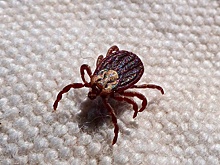 Вспышка активности: почему клещи атаковали россиян раньше обычного