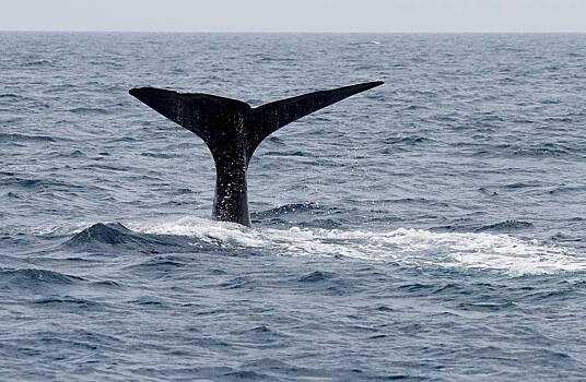 В Дании на берег выбросились кашалоты