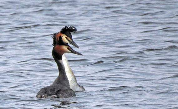 В Курске сняли на видео танцы чомги