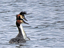 В Курске сняли на видео танцы чомги