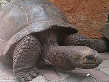 Житель Ноябрьска спас черепаху от живодеров