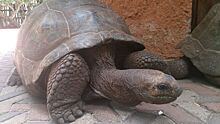 Житель Ноябрьска спас черепаху от живодеров