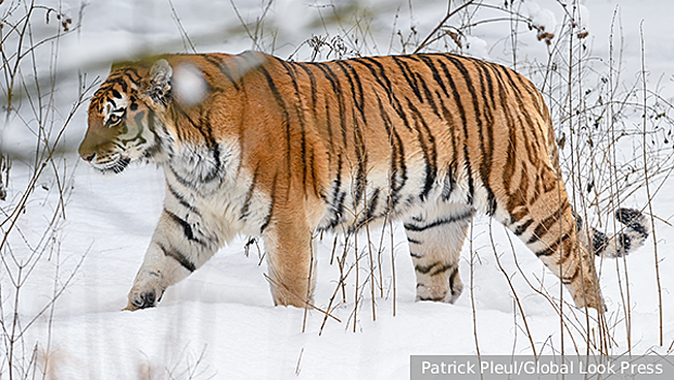 В Приморье убили и расчленили краснокнижного тигра, возможно, из-за мести