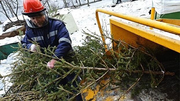 Экоточки Москвы: после Нового года елки можно сдать на переработку