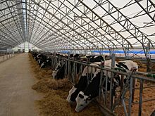 Роботизированный молочный комплекс на 1 000 коров открылся в Уренском округе