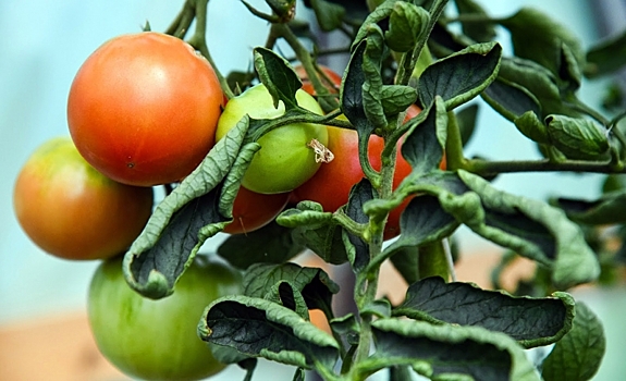 Почему гниют томаты, яблоки и перец