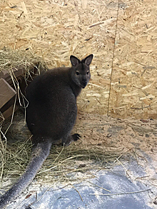 В брянском зоопарке впервые родился кенгуру