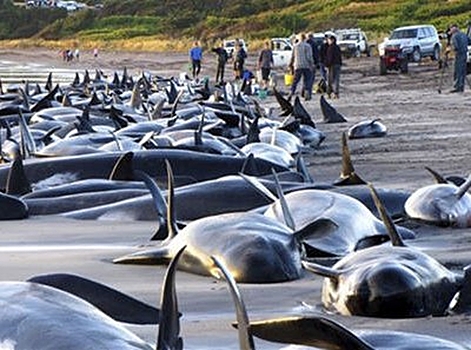 В Новой Зеландии еще 200 дельфинов-гринд выбросились на берег