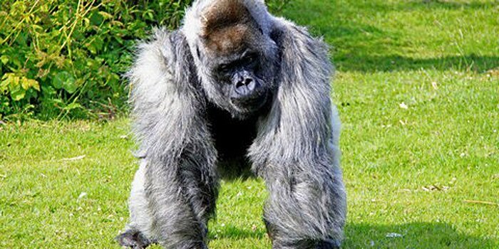 В английском сафари-парке в возрасте 56 лет умерла горилла Нико