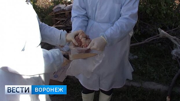 На юге Воронежской области задержано более 20 тонн опасного мяса