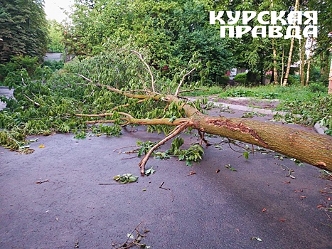 Курские суды за год рассмотрели 22 дела о падении деревьев и снега на машины