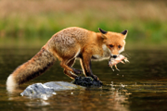 Зоологам удалось запечатлеть, как лиса ловит рыбу