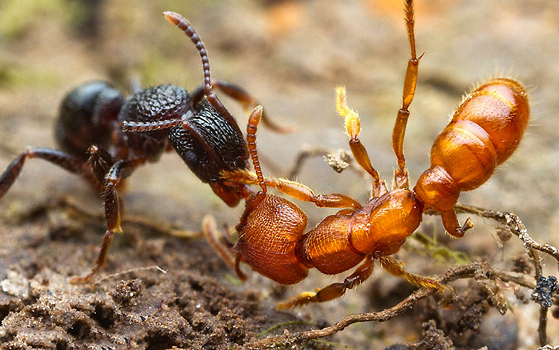 У муравейников нашли «индивидуальность»