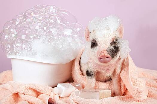 Как юморная песня про свинок стала новым трендом в Сети