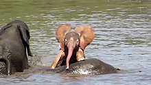 Уровень мимишности зашкаливает — розовый слоненок плещется в Лимпопо