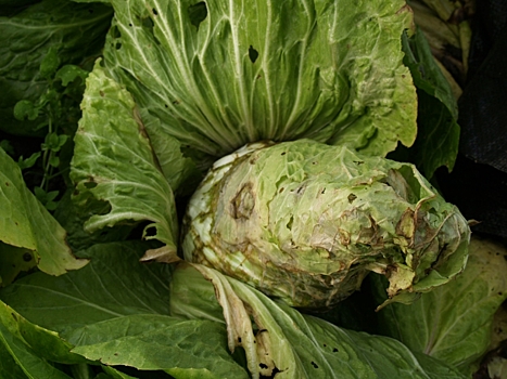 Сотни тысяч Honda CR-V и Acura Integra могут отозвать из-за рулевого управления