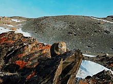 На экраны выходит фильм «Хозяин Алтайских гор»