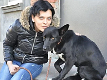 Ради чего собака пробежала 321 км?