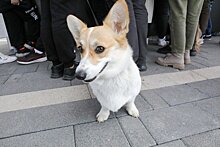 В Московской области могут ввести обязательную регистрацию домашних животных