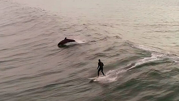 Невероятный серфинг мужчины в компании дельфинов сняли с дрона