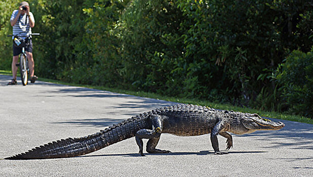 Гигантский аллигатор вернулся на поле для гольфа во Флориде