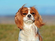 В федерации кинологов назвали лучшие породы для детей