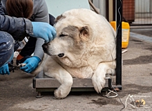 Нижегородские волонтеры о состоянии знаменитого пса Кругетса: «Средств едва хватает на лечение»